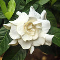 White Fragrant Gardenia Live Plant 2 Gallon Pot M89729