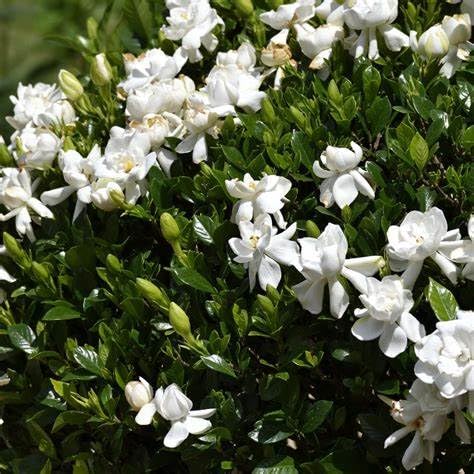 White Fragrant Gardenia Live Plant 2 Gallon Pot M89729