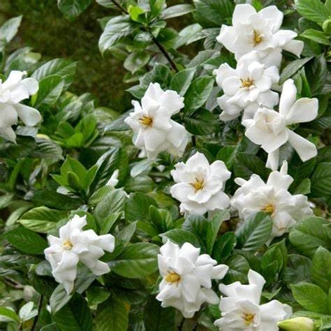 White Fragrant Gardenia Live Plant 2 Gallon Pot M89729