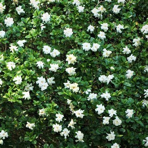 White Fragrant Gardenia Live Plant 2 Gallon Pot M89729