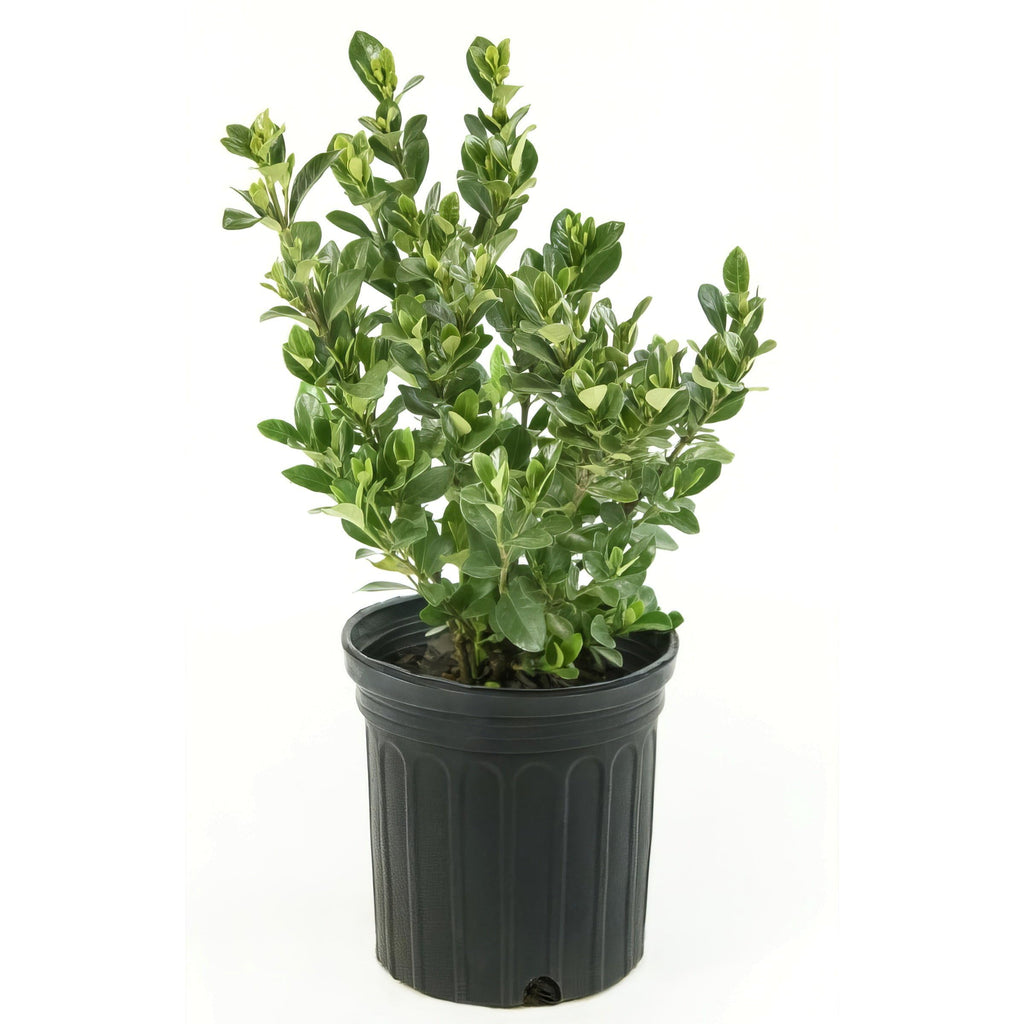 Live Flowering Gardenia Shrub 6-Inch Pot N66001