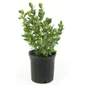 Live Flowering Gardenia Shrub 6-Inch Pot N66001