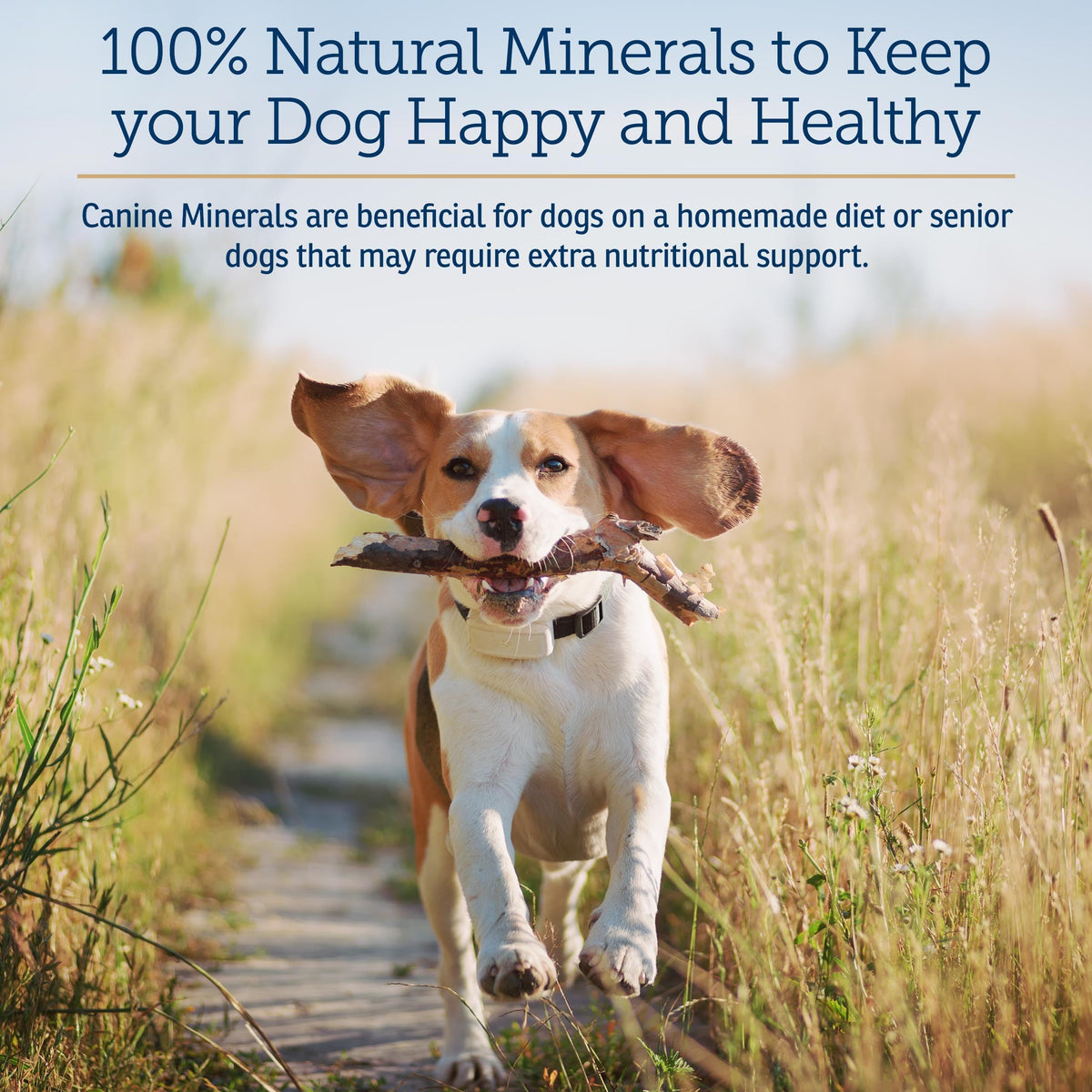 Canine Minerals 16oz Y66994